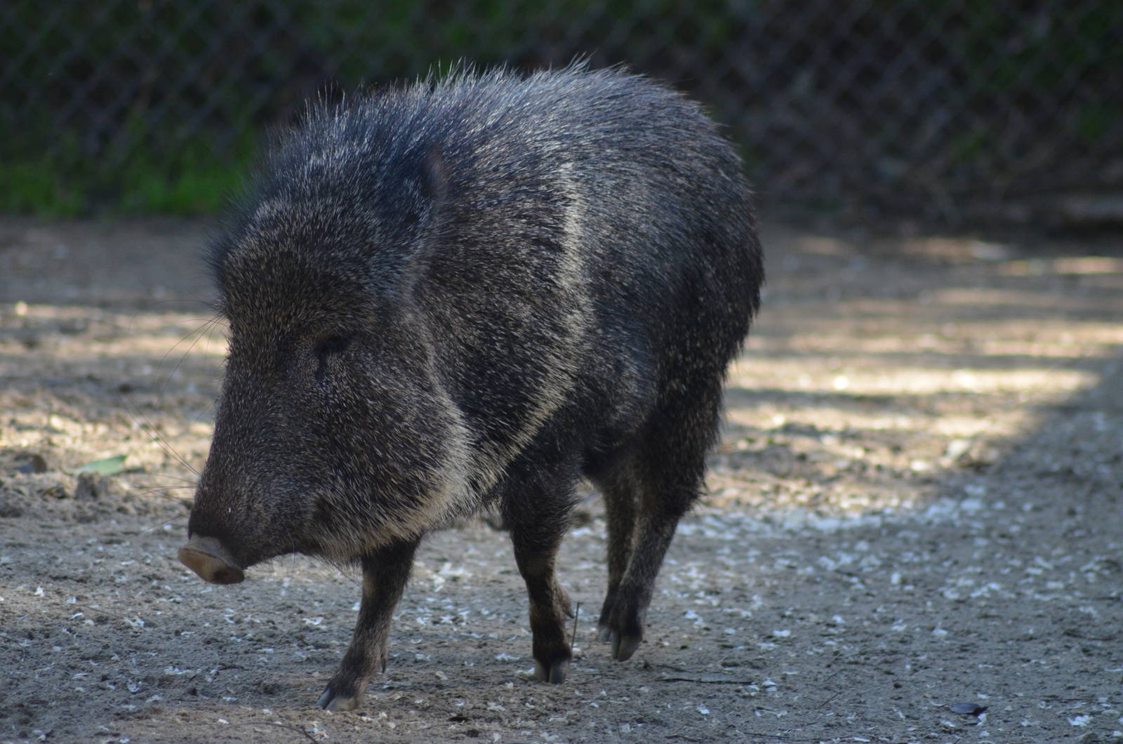Chacoan Peccary