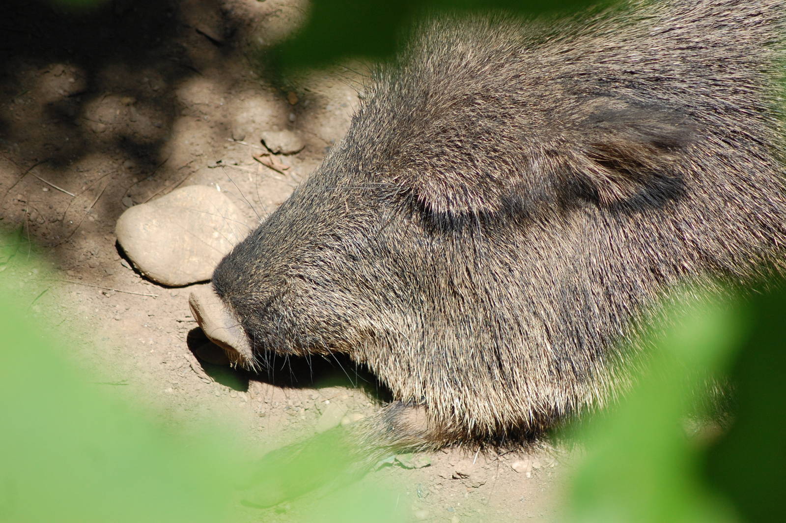 Chacoan Peccary