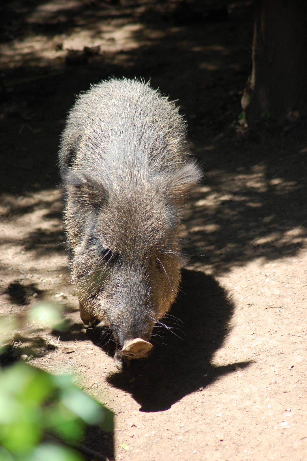 Chacoan Peccary