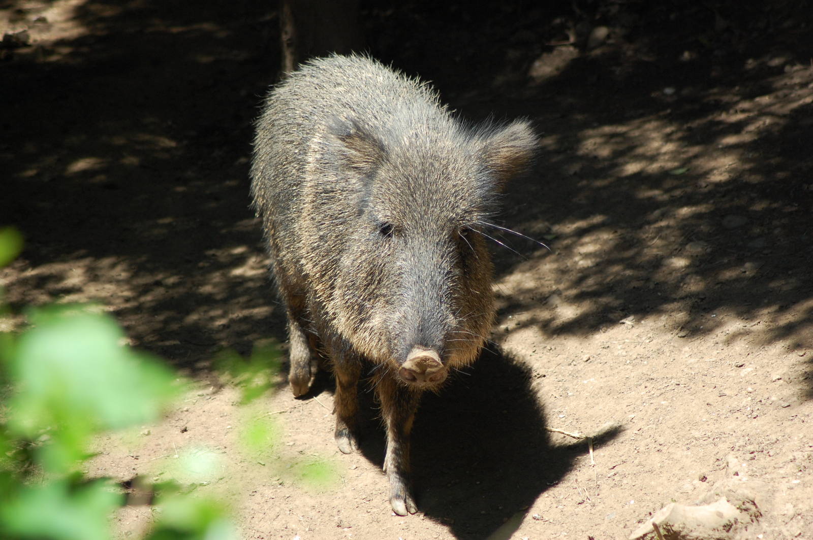 Chacoan Peccary