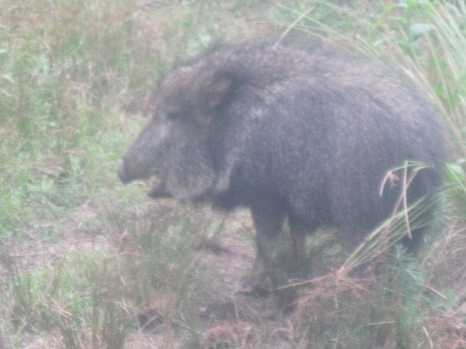 Chacoan Peccary