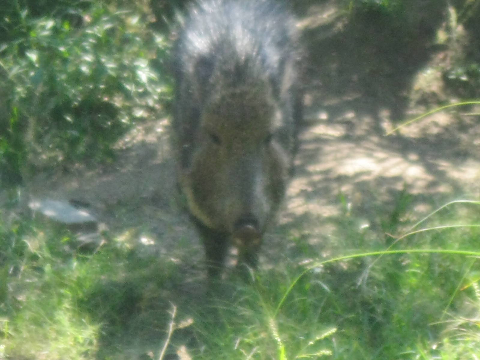 Chacoan Peccary