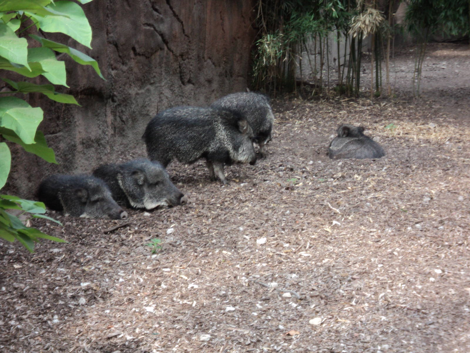 Chacoan Peccary
