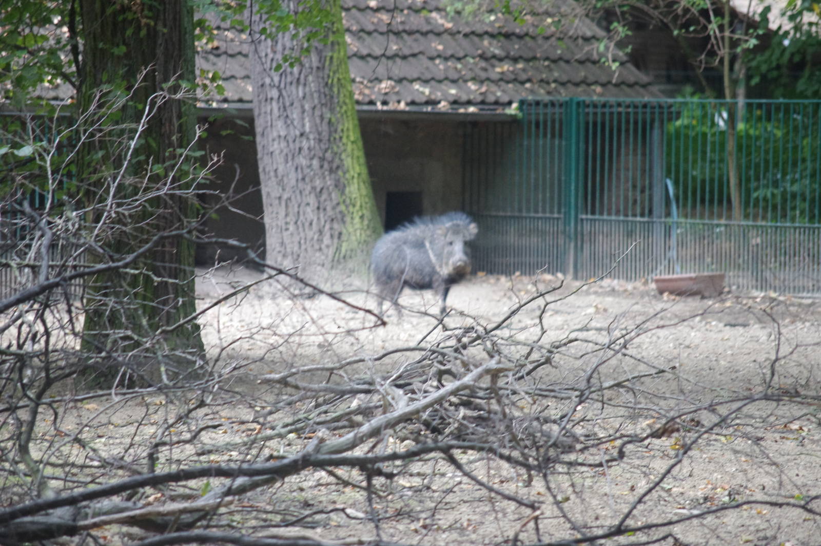 Chacoan Peccary