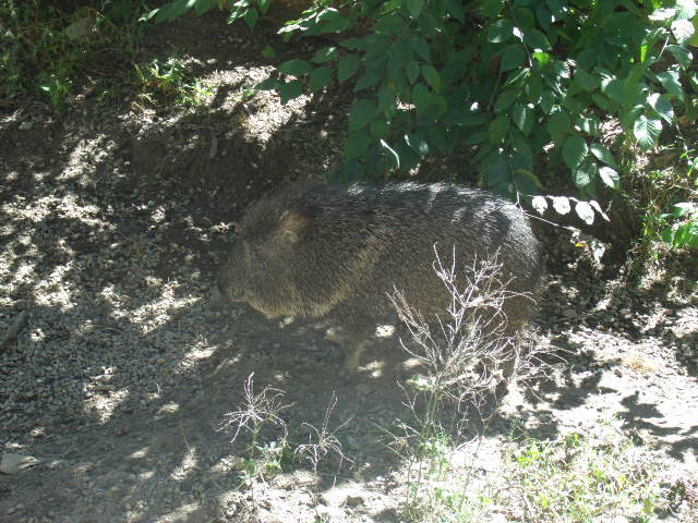 Chacoan Peccary