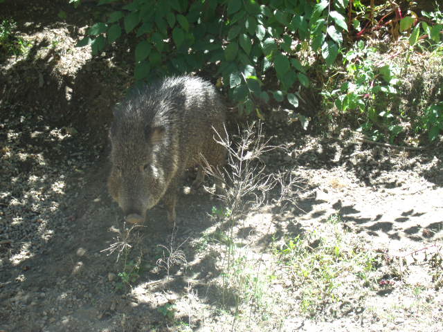 Chacoan Peccary