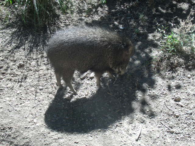 Chacoan Peccary