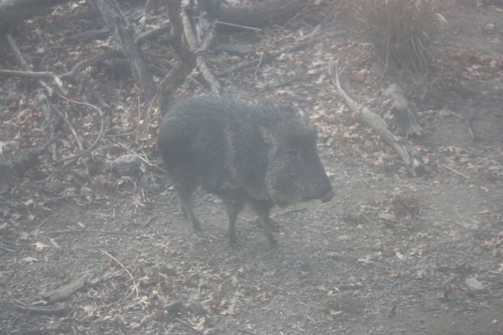 Chacoan Peccary