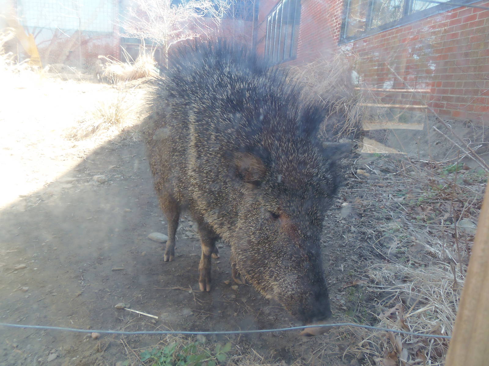 Chacoan Peccary