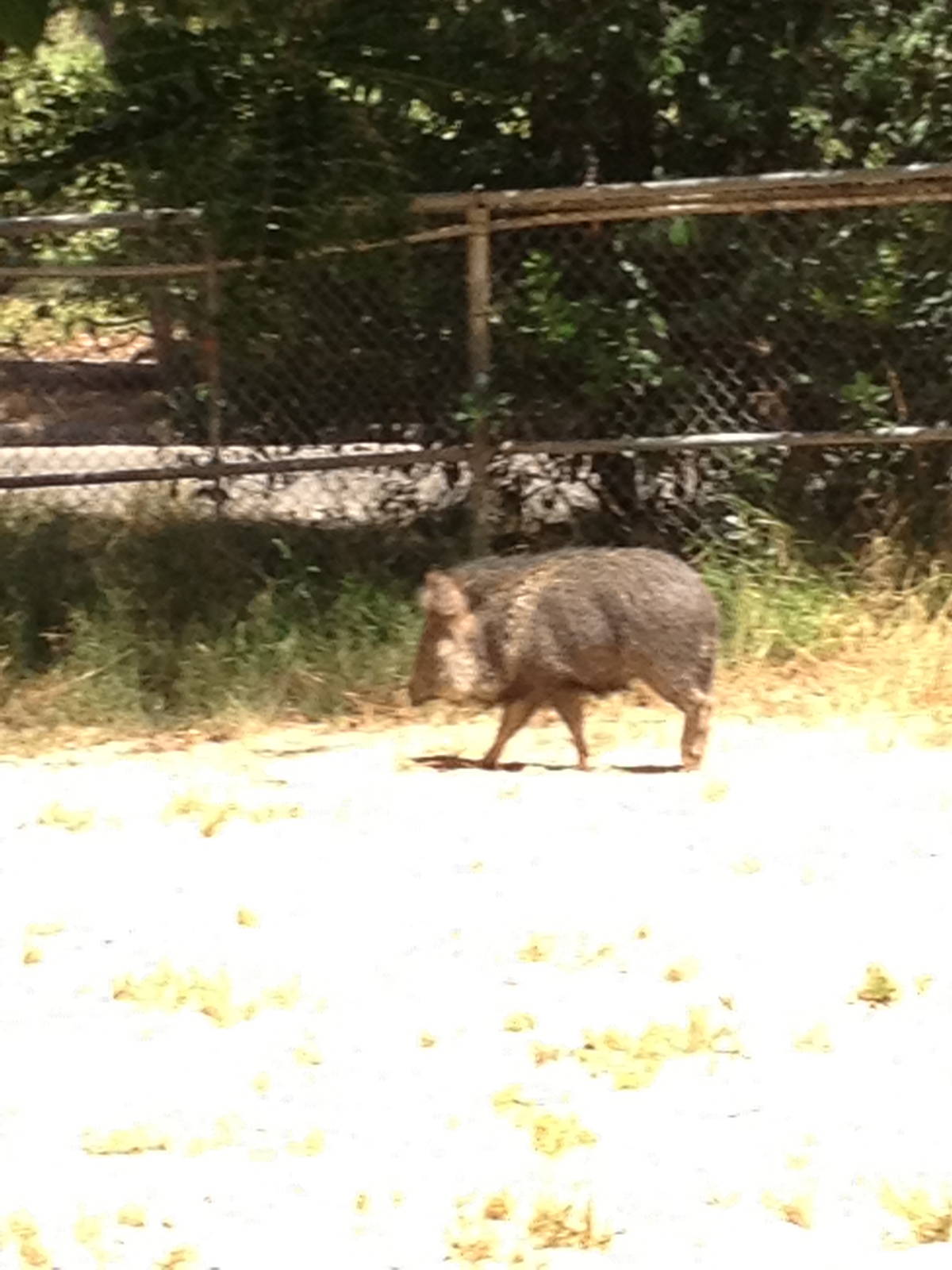 Chacoan peccary