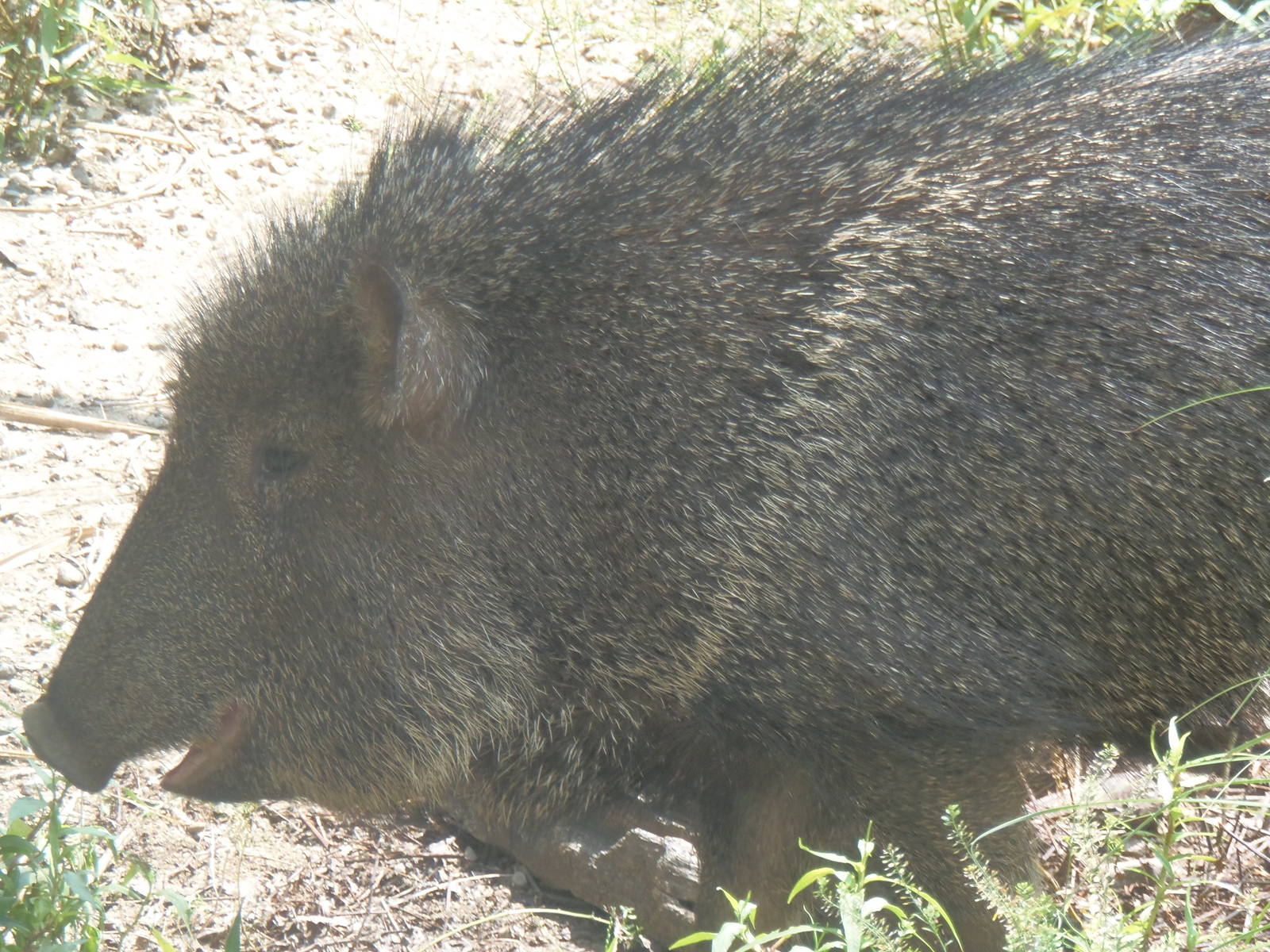 Chacoan Peccary