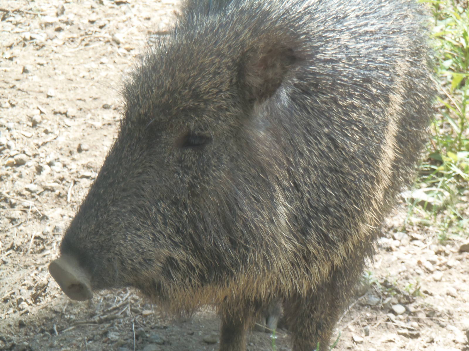 Chacoan Peccary
