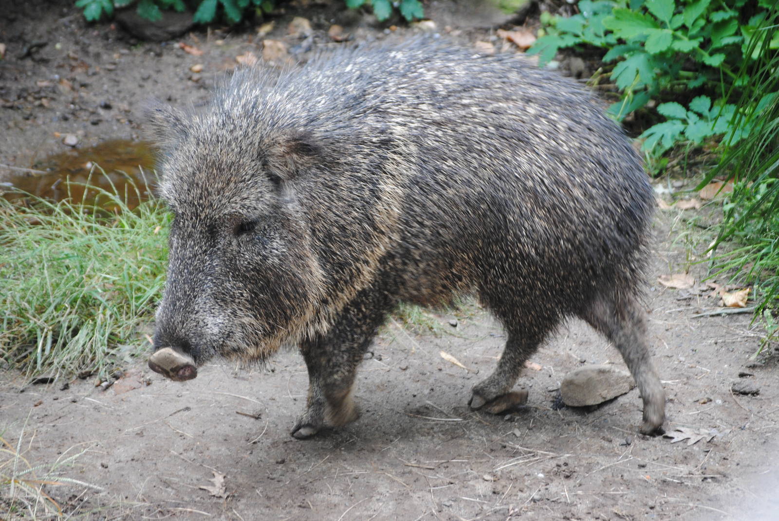 Chacoan Peccary