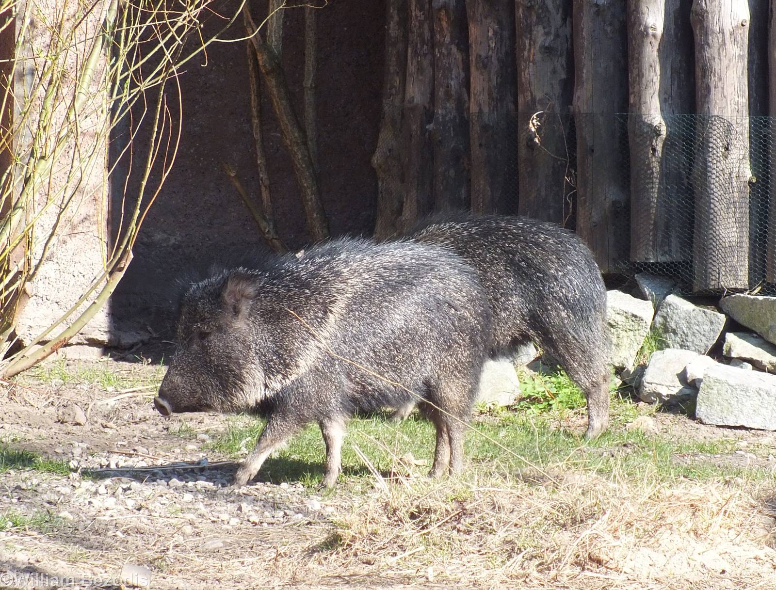 Chacoan Peccary