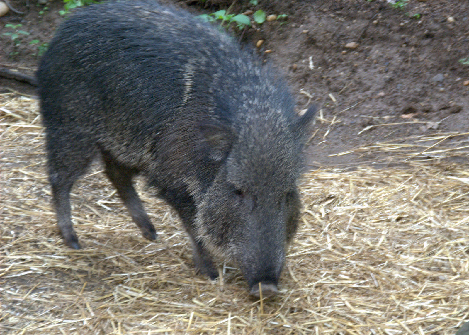 Chacoan Peccary
