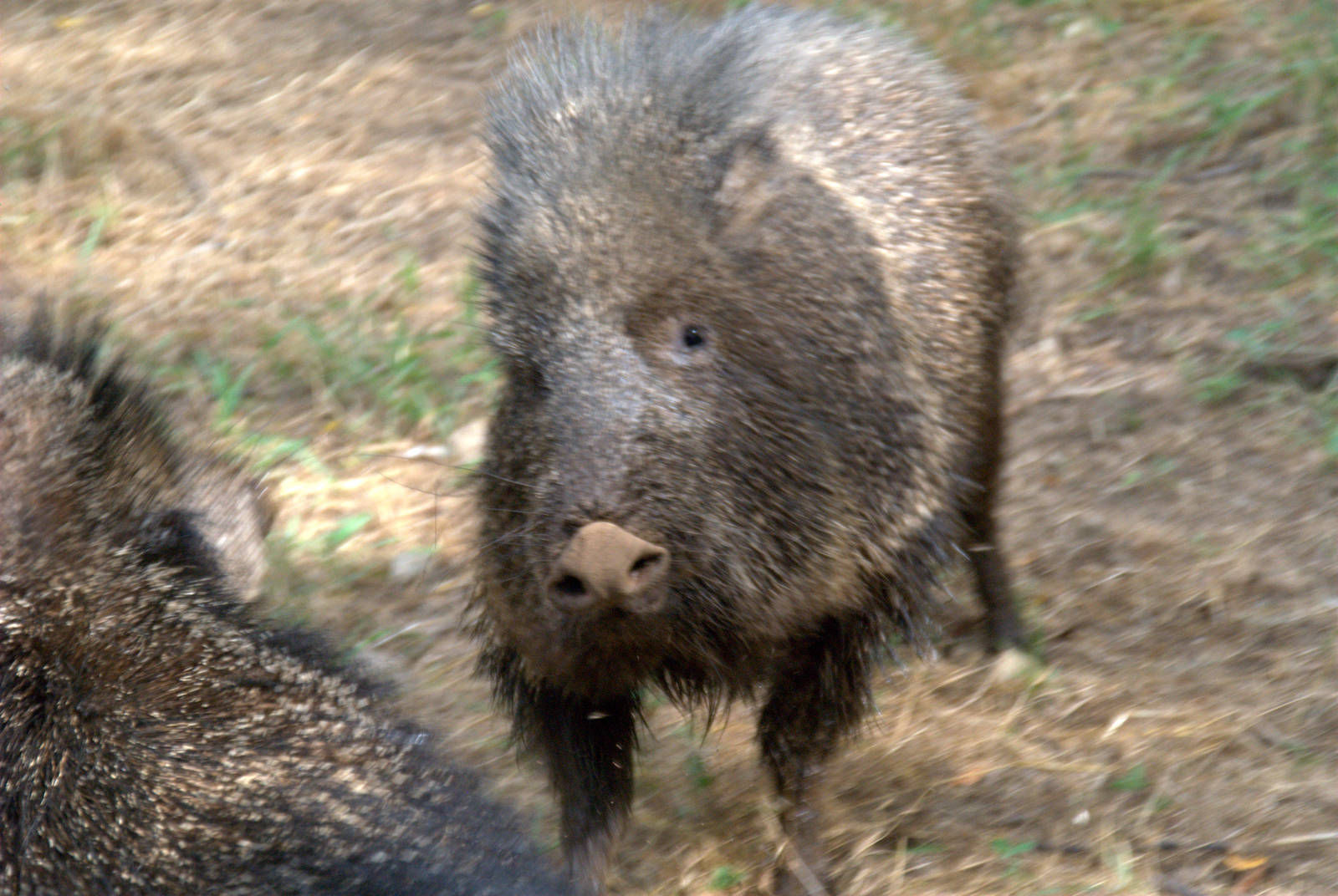 Chacoan Peccary