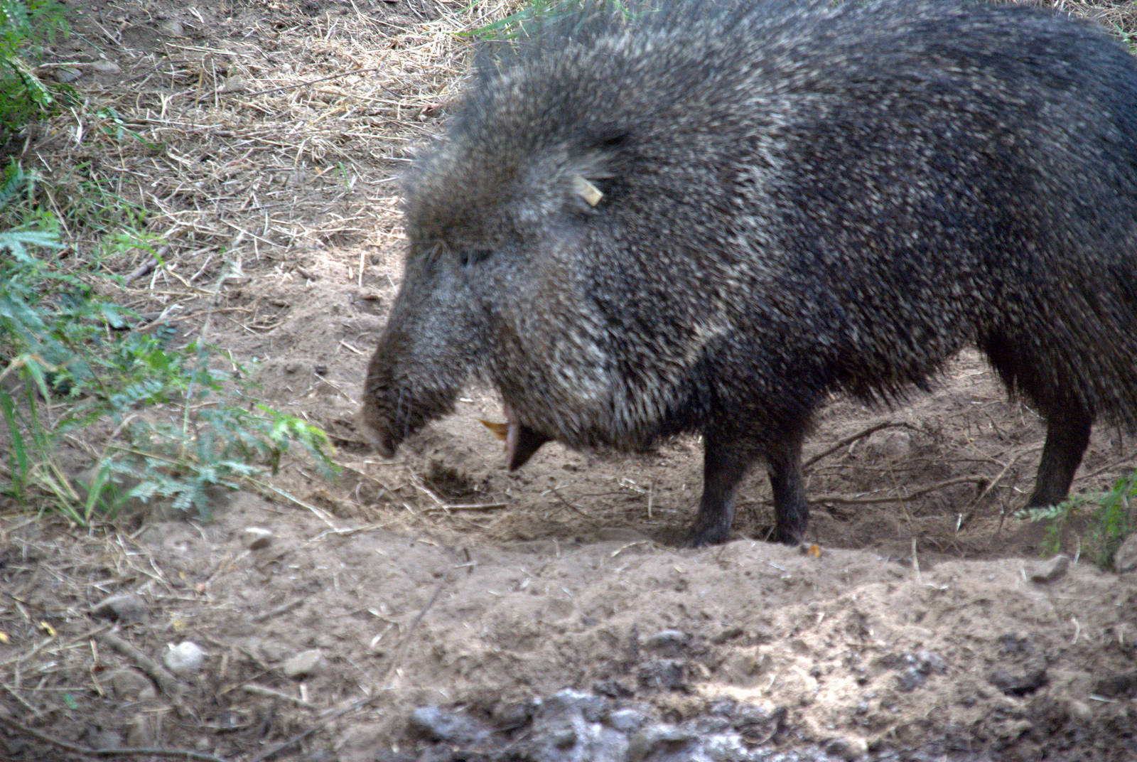 Chacoan Peccary