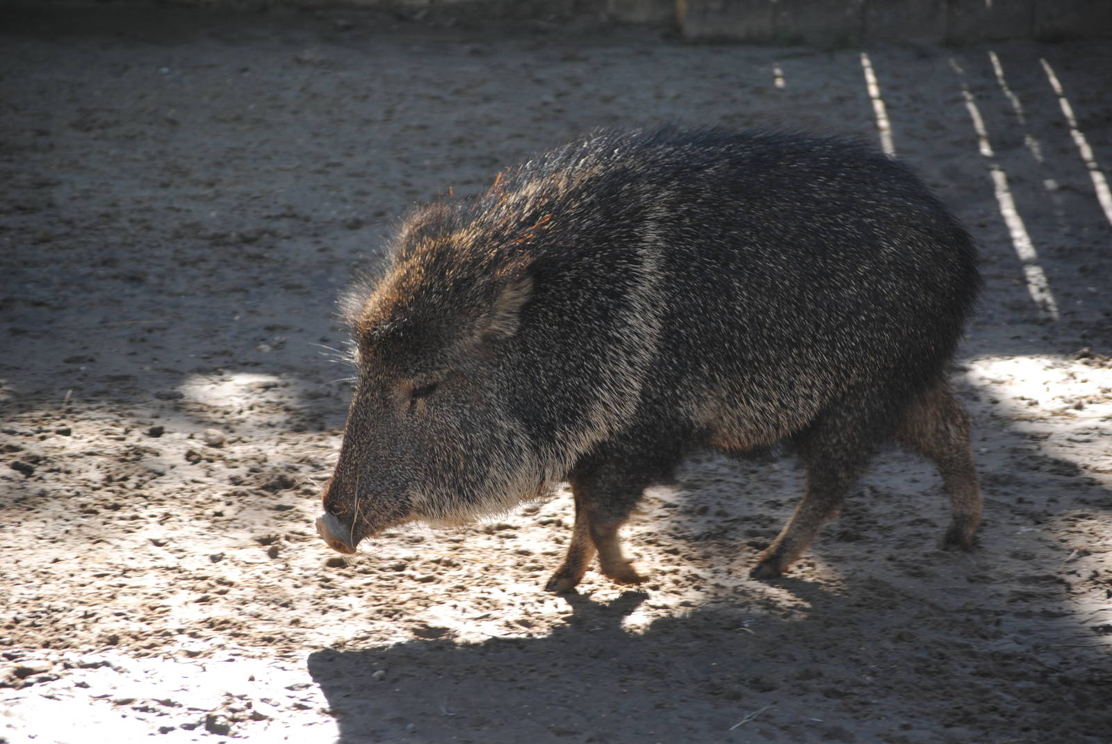 Chacoan Peccary