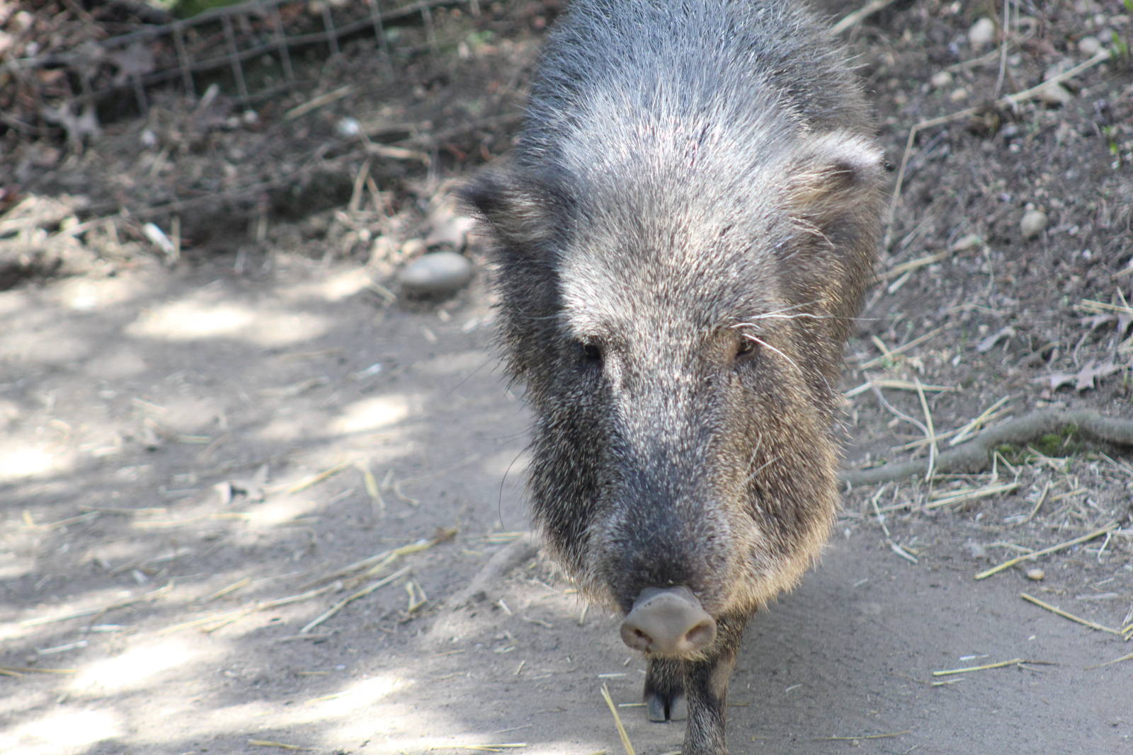 Chacoan Peccary