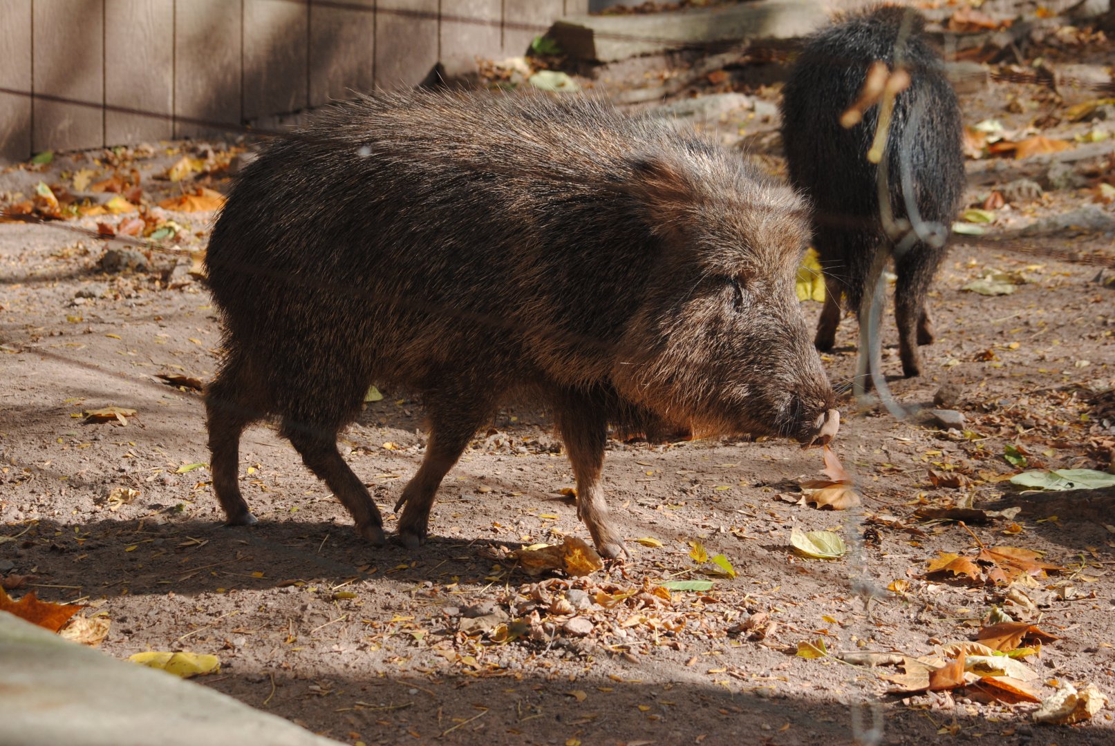 Chacoan Peccary