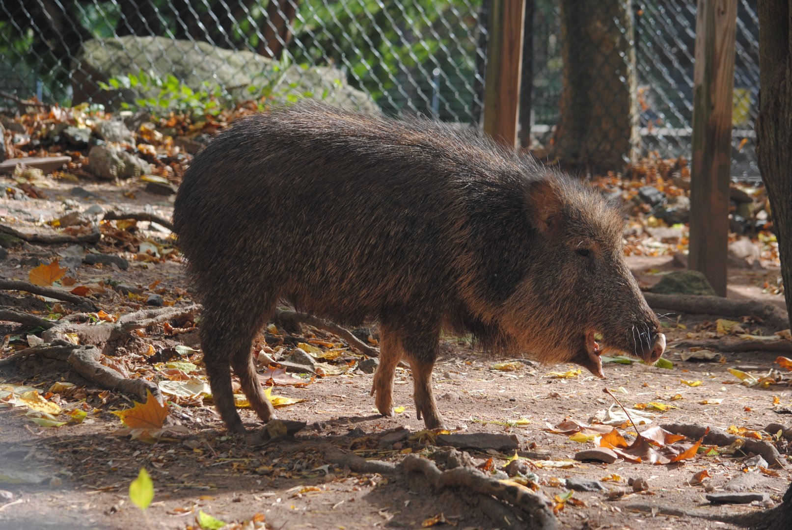 Chacoan Peccary