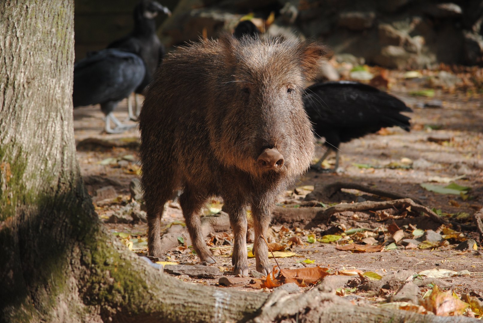 Chacoan Peccary