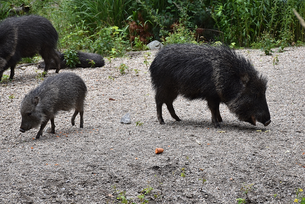 Chacoan peccary