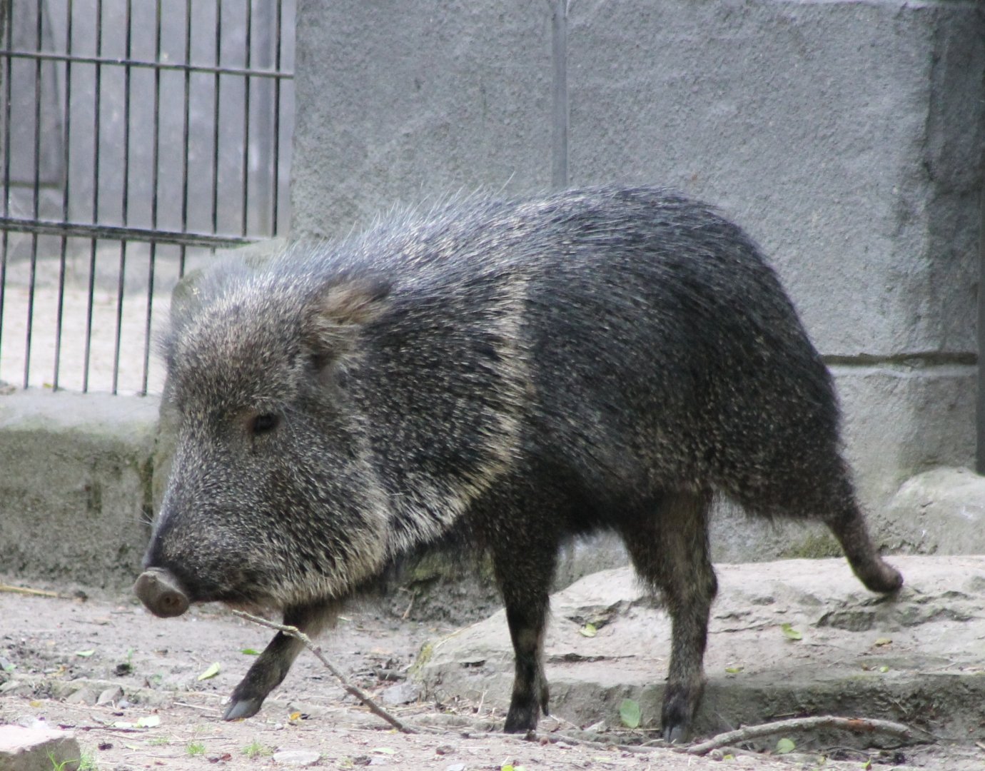 Chacoan peccary