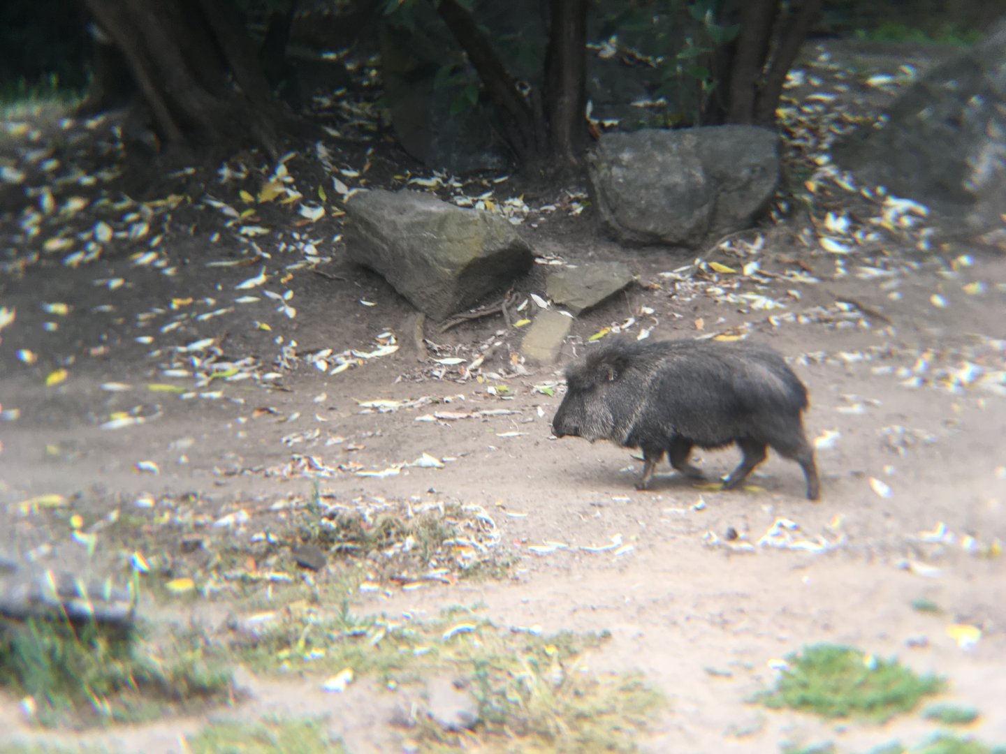 Chacoan Peccary