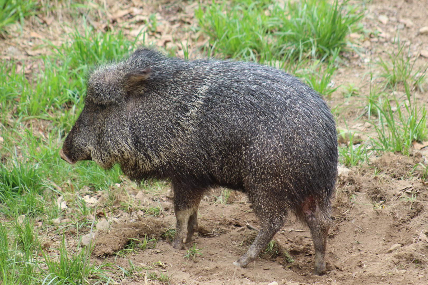 Chacoan Peccary