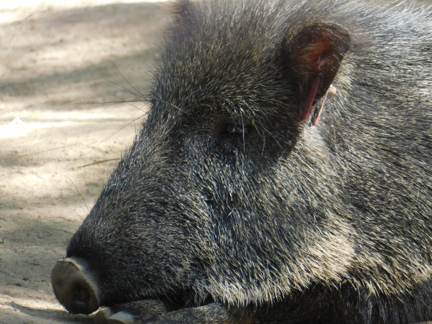 Chacoan Peccary
