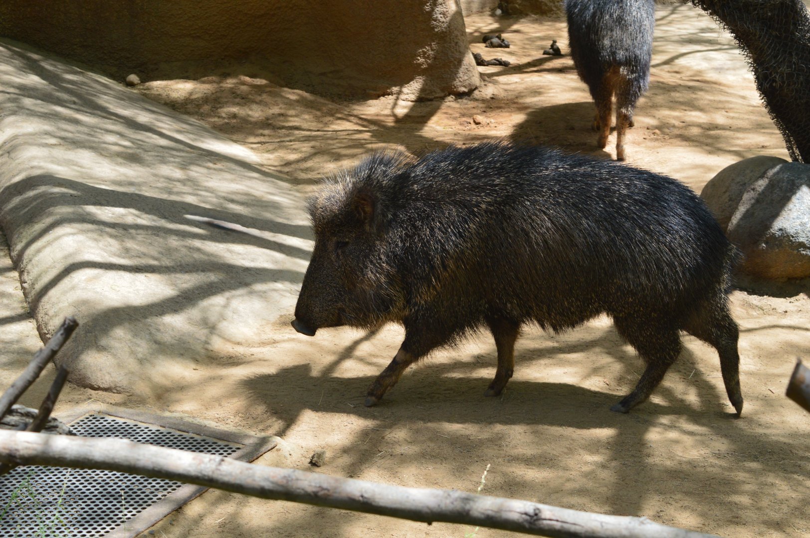 Chacoan Peccary