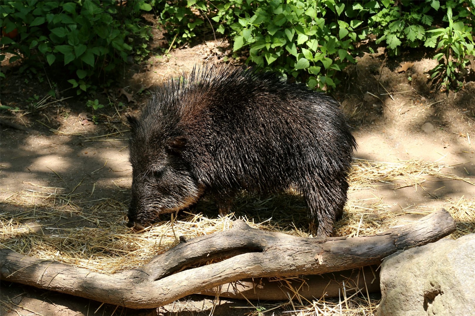 Chacoan Peccary