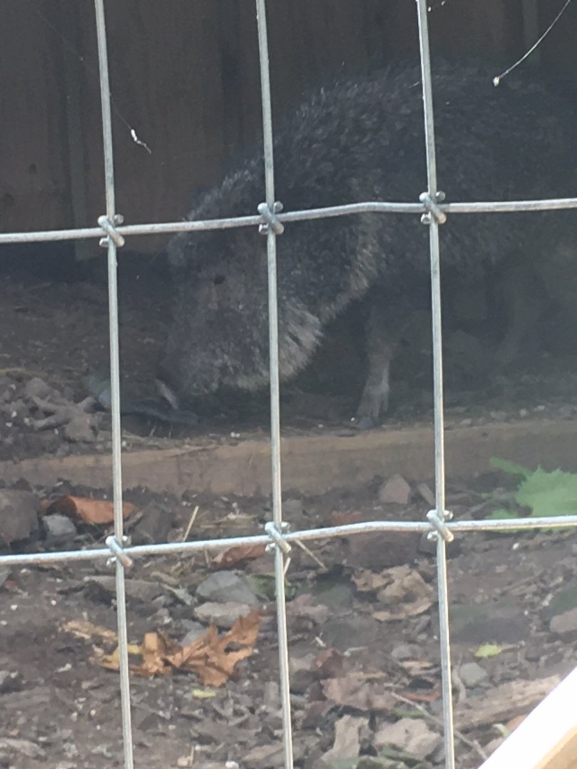 Chacoan Peccary