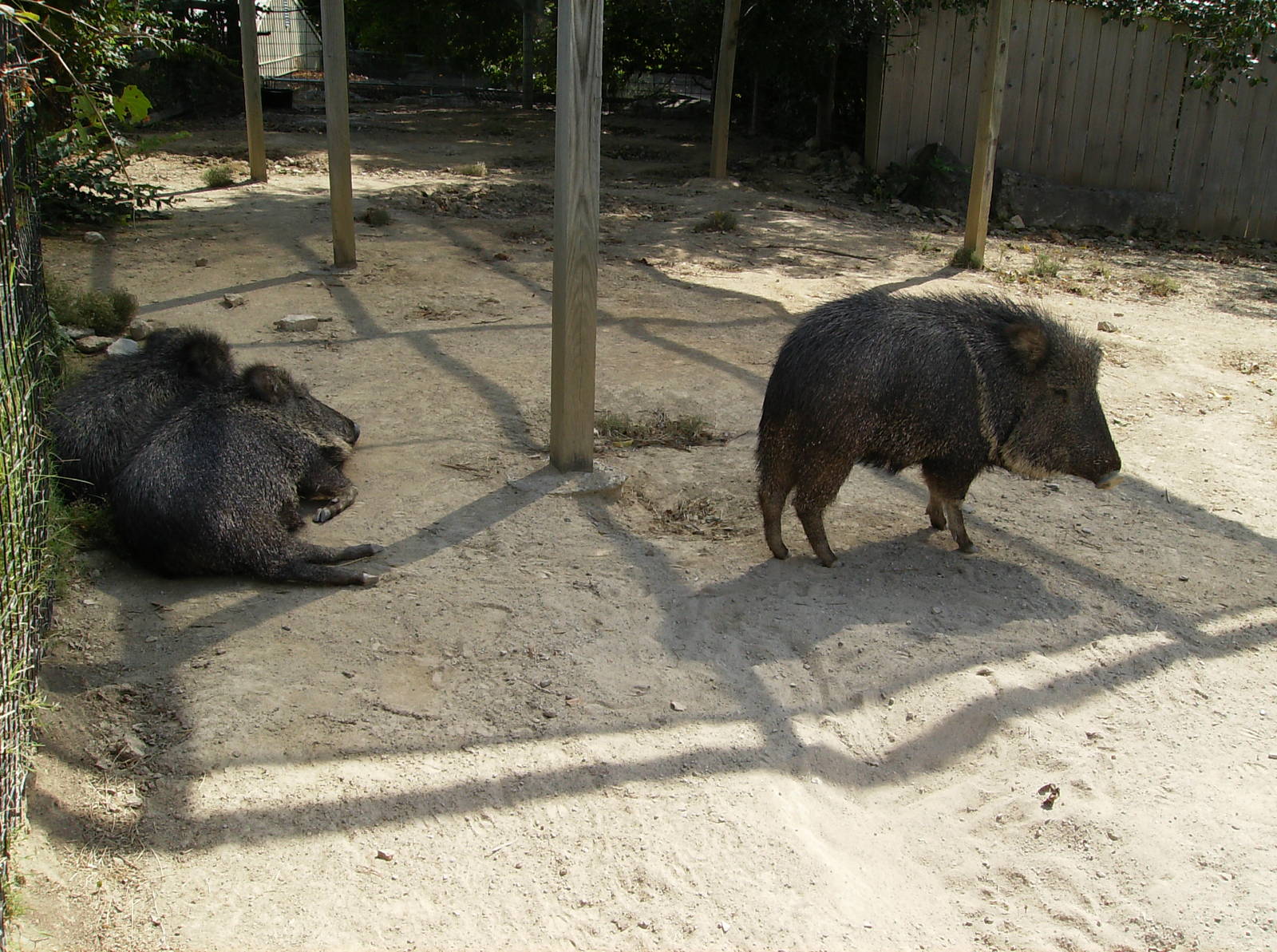 Chacoan Peccary