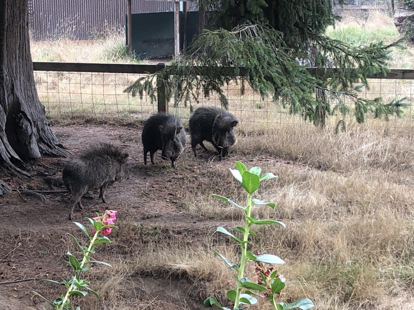 Chacoan peccary