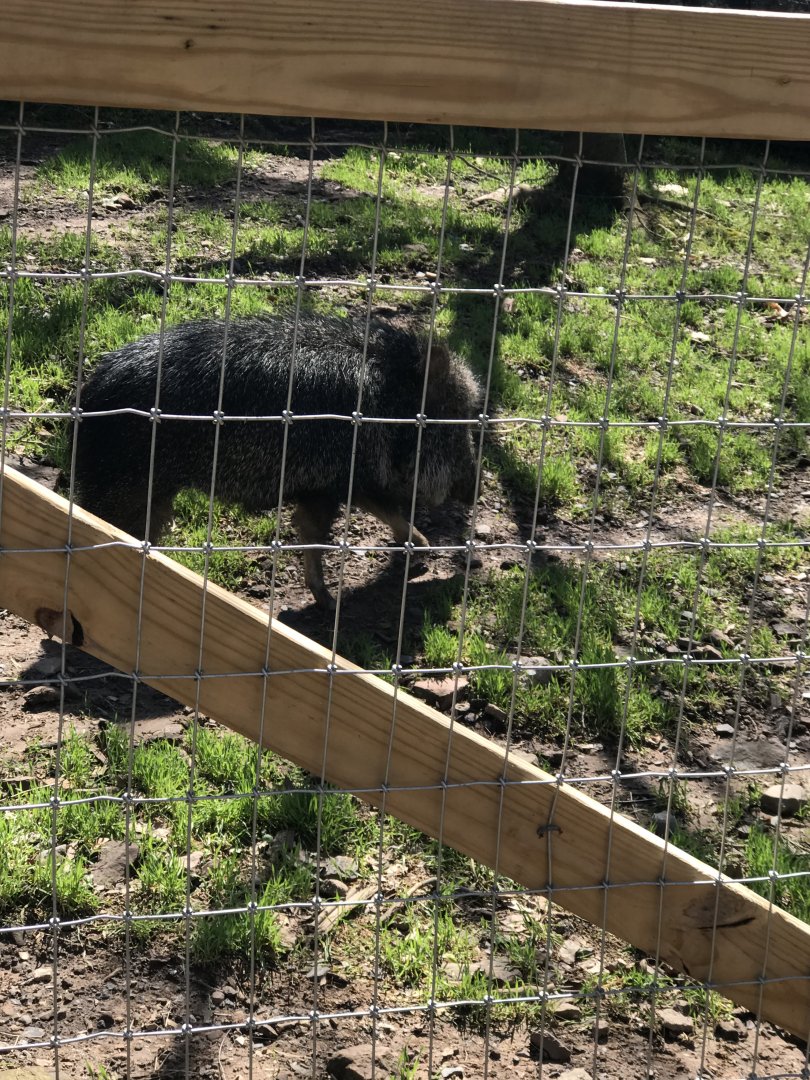 Chacoan peccary