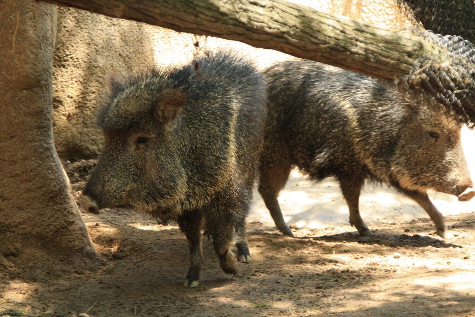 Chacoan peccary