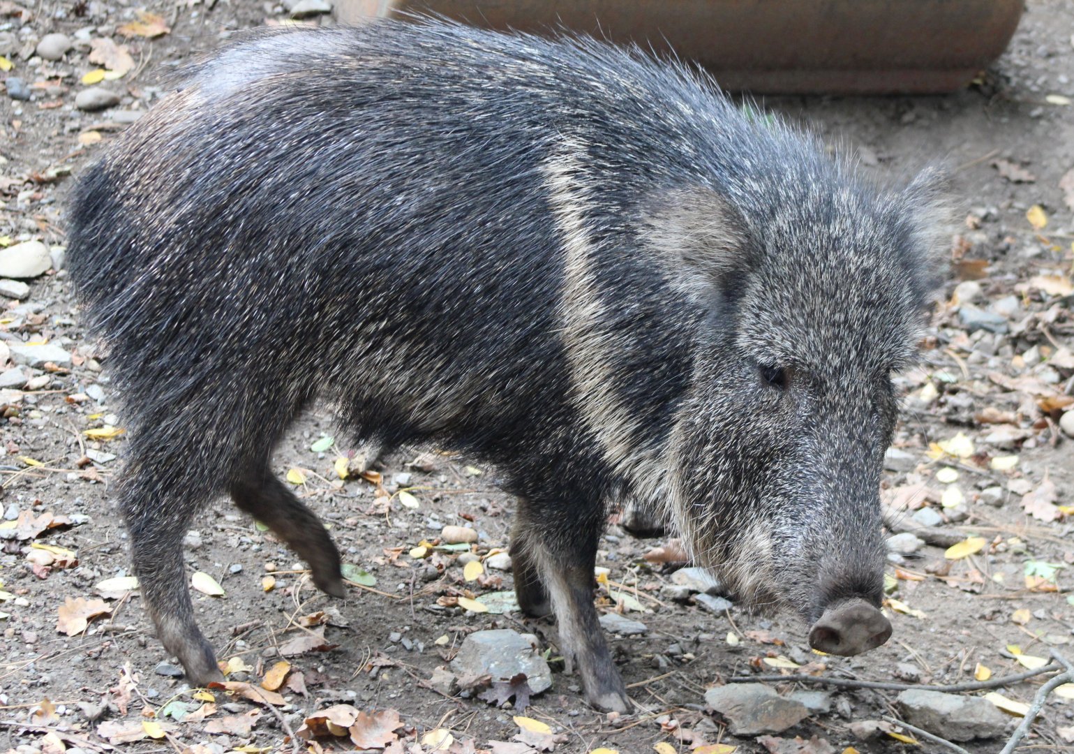 Chacoan peccary