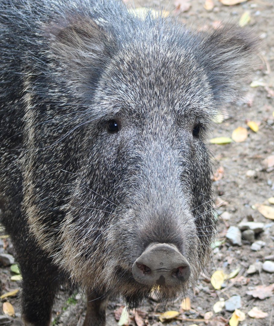 Chacoan peccary