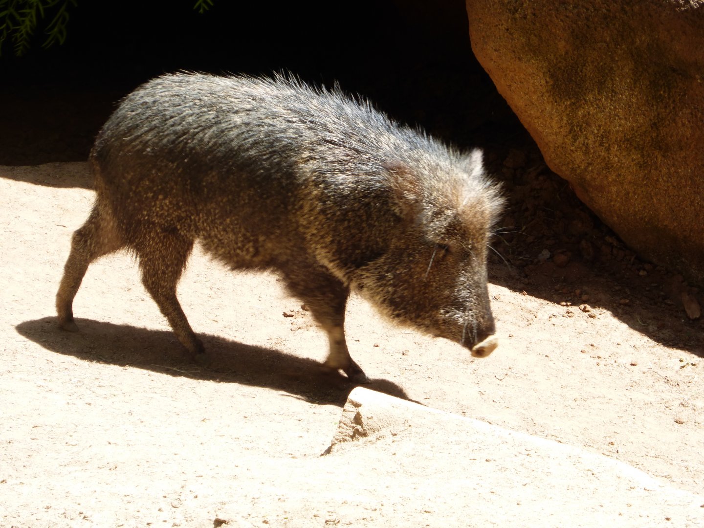 Chacoan peccary