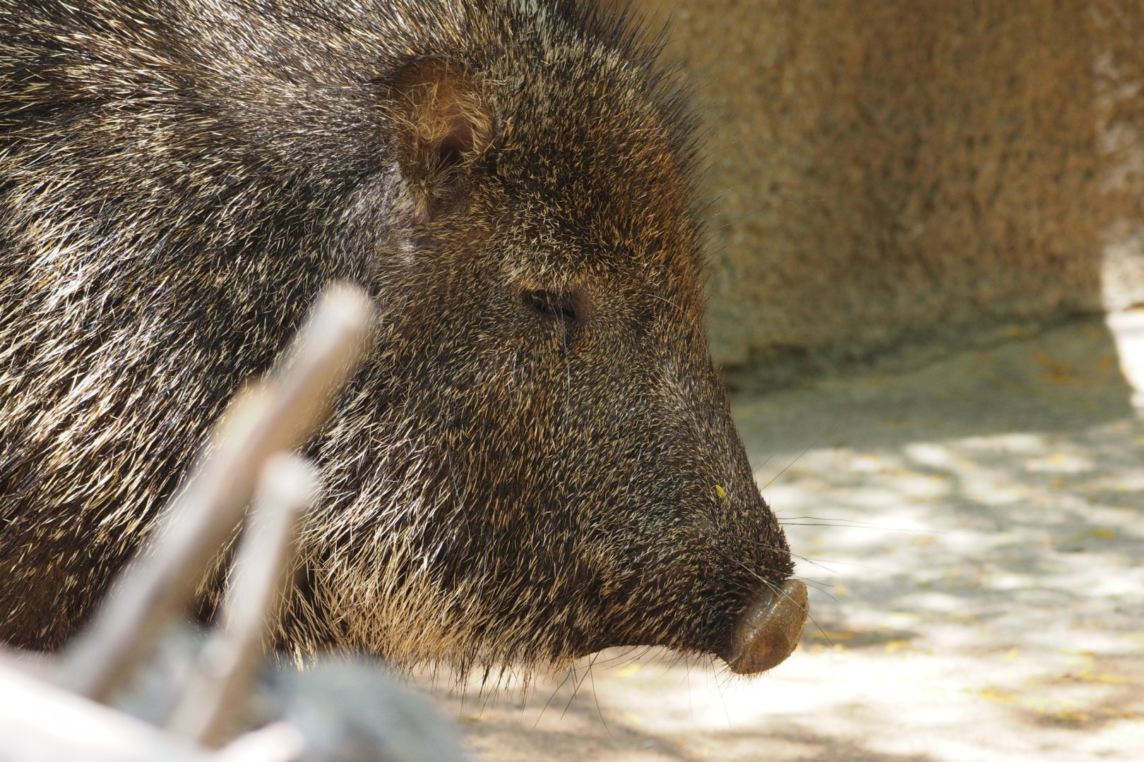Chacoan peccary