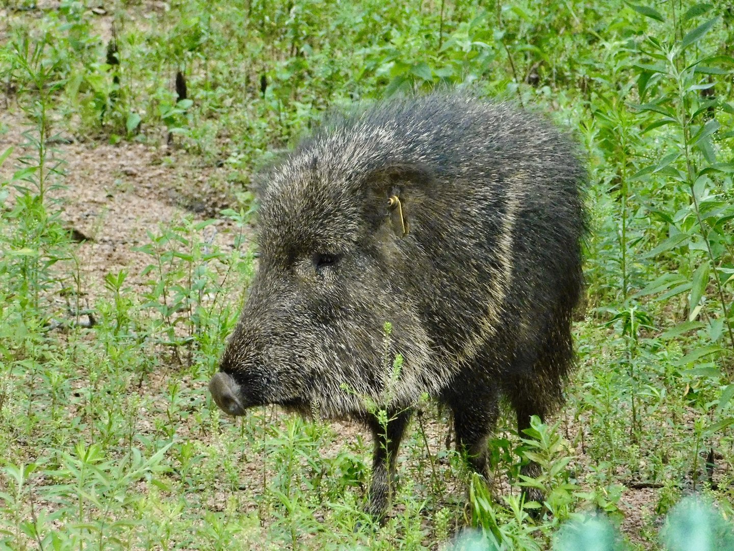 Chacoan Peccary