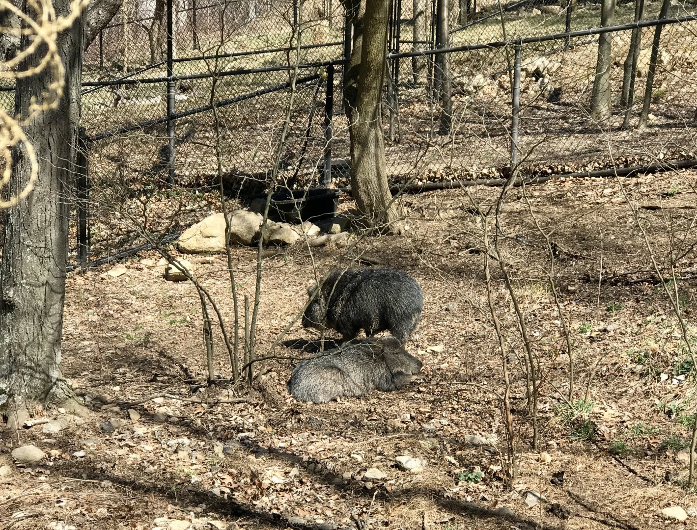 Chacoan Peccary