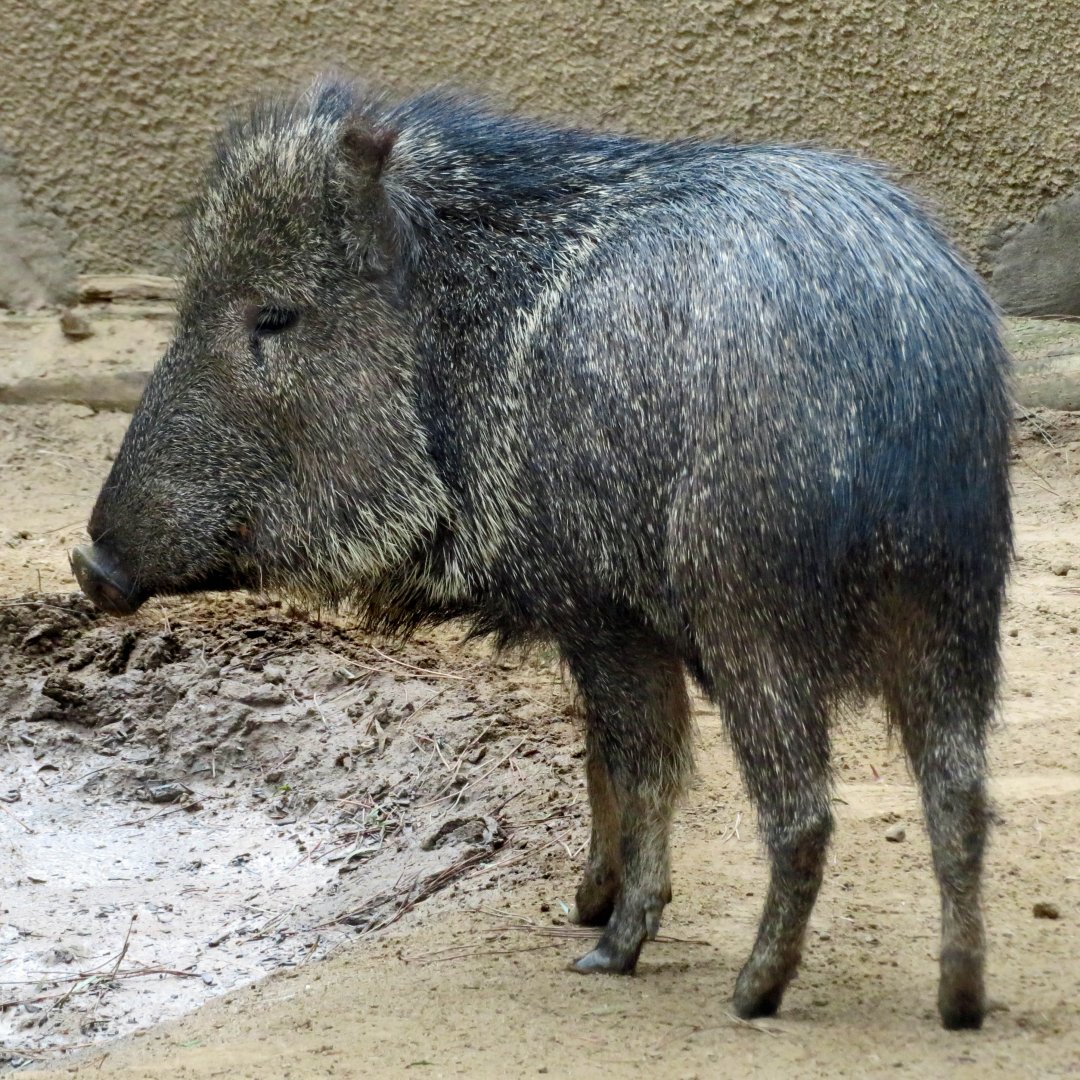 Chacoan Peccary