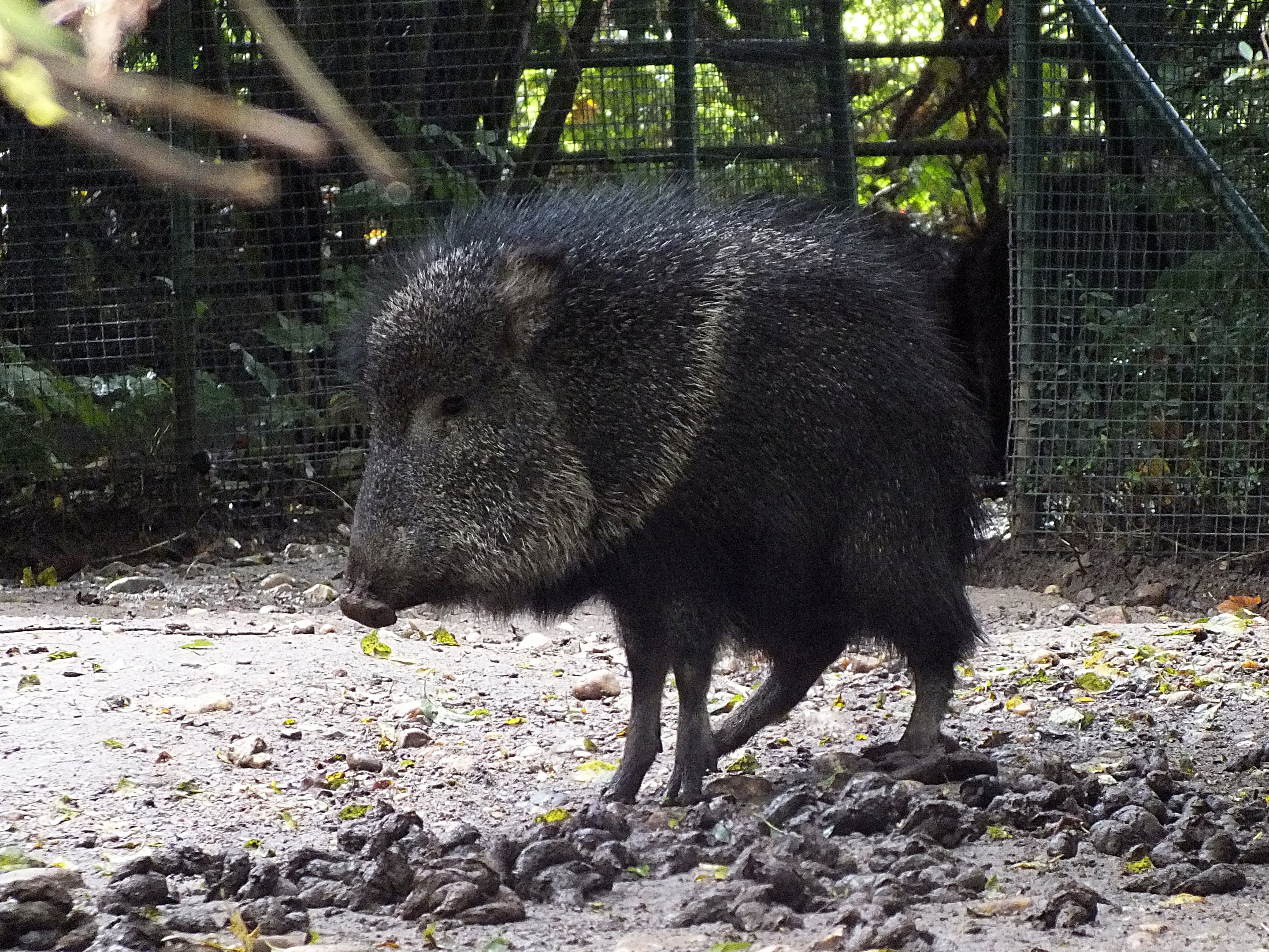 Chacoan peccary