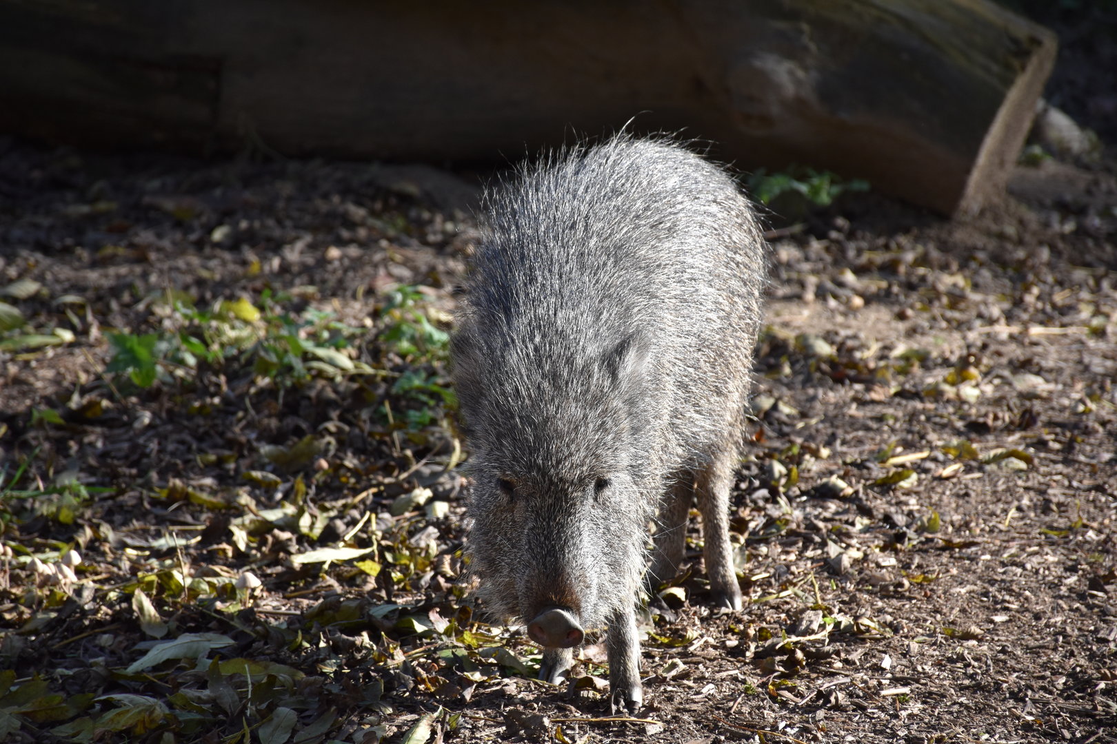 Chacoan peccary