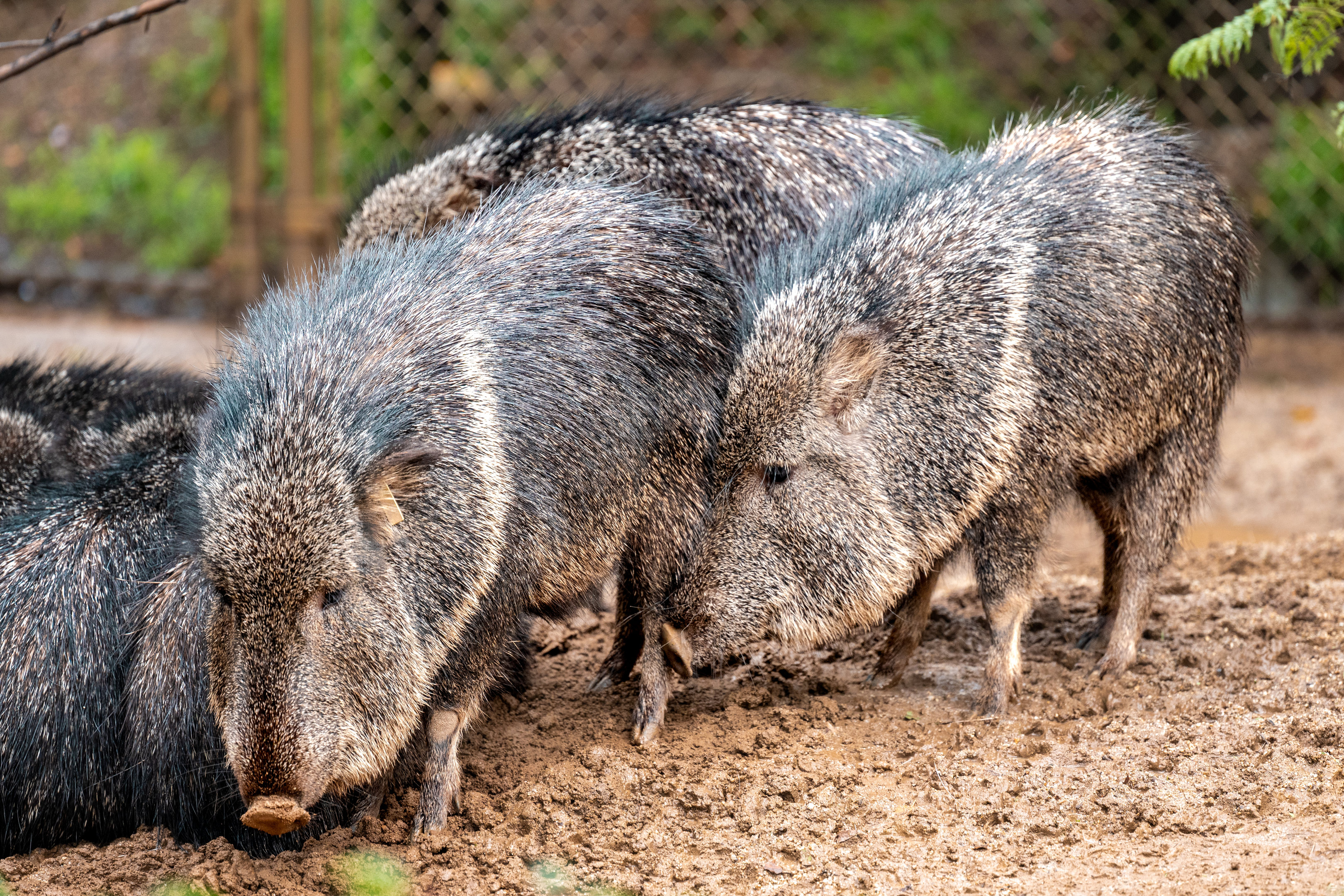Chacoan Peccary