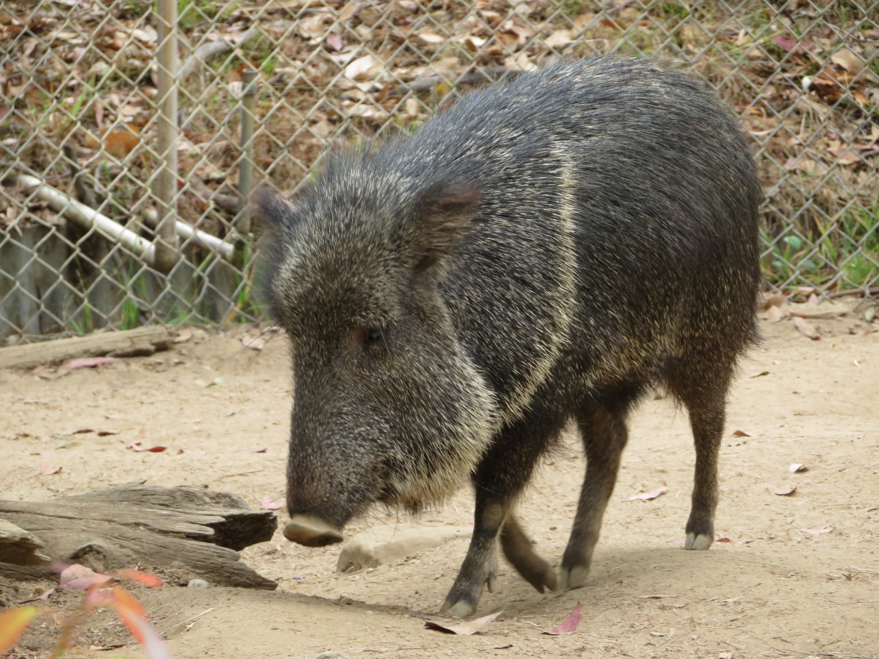 Chacoan Peccary