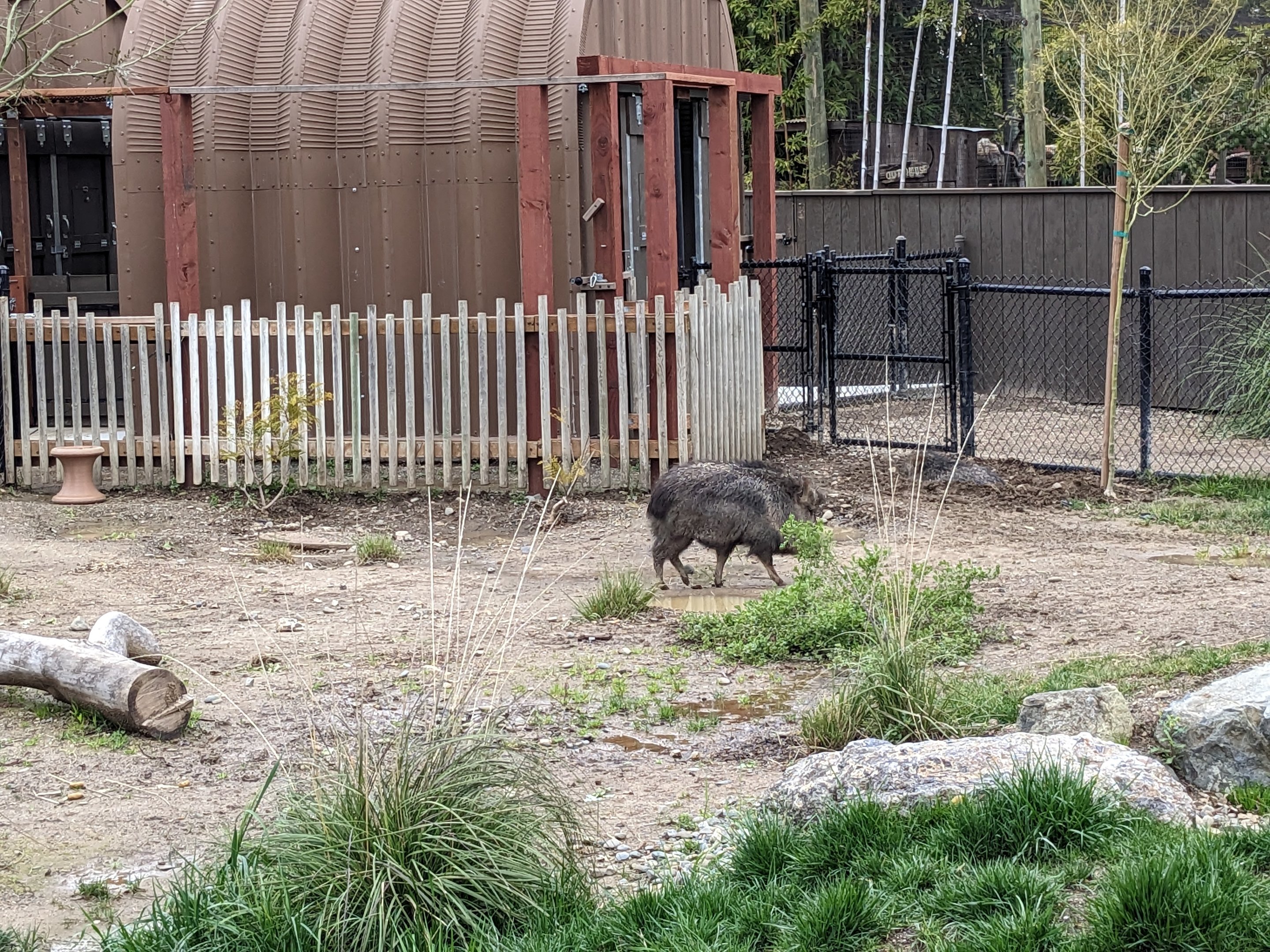 Chacoan Peccary